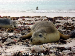 These seals were happy to have us around and played with
... by Chloe Taylor 